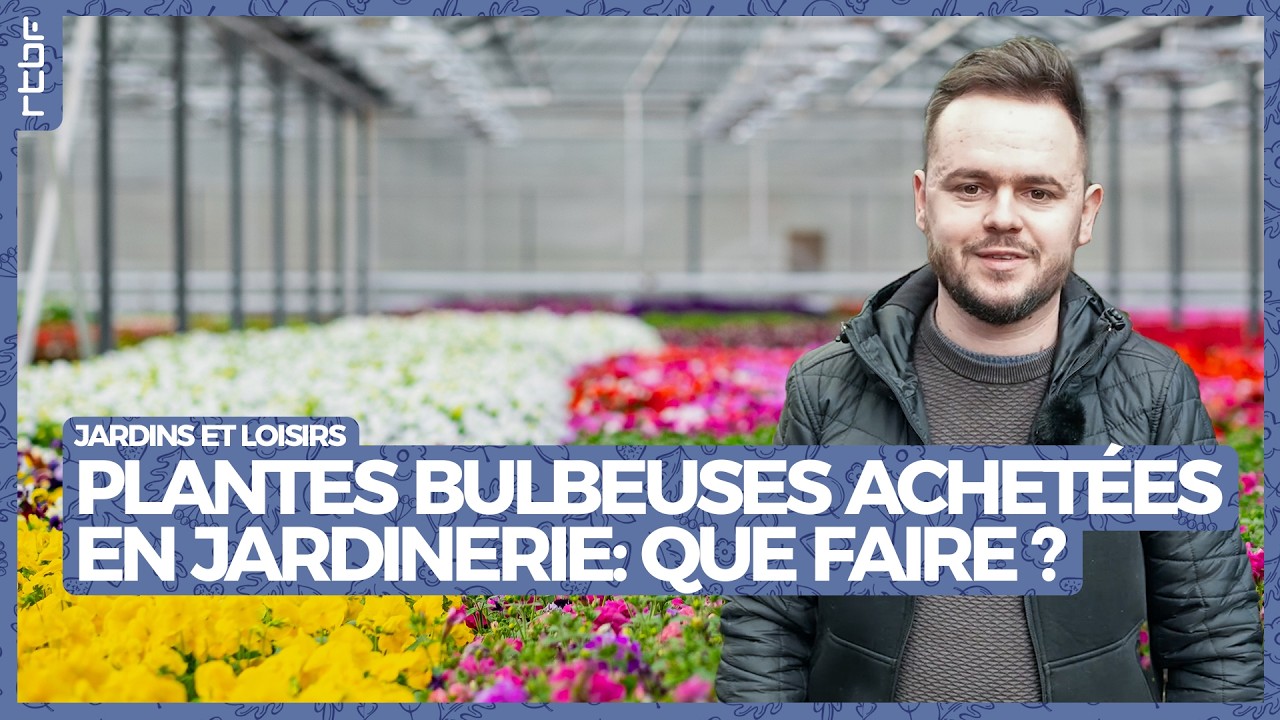Que faire des plantes bulbeuses achetées en jardinerie après la floraison ? | Jardins et Loisirs