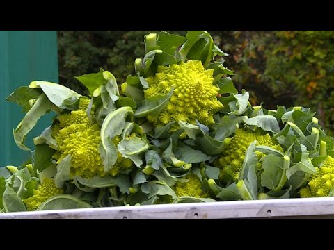 Terroir : le chou romanesco, l'autre prince de Bretagne