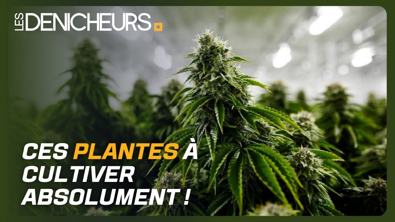 Découvrez ces plantes aromatiques à cultiver absolument dans votre cuisine pour un max de fraîcheur!