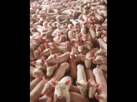 élevage porc intensif