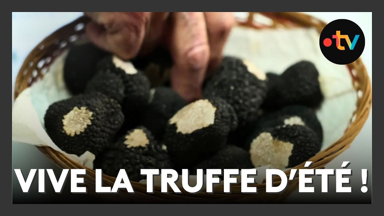 Gastronomie : l'aestivum ou la truffe d'été régale les gastronomes