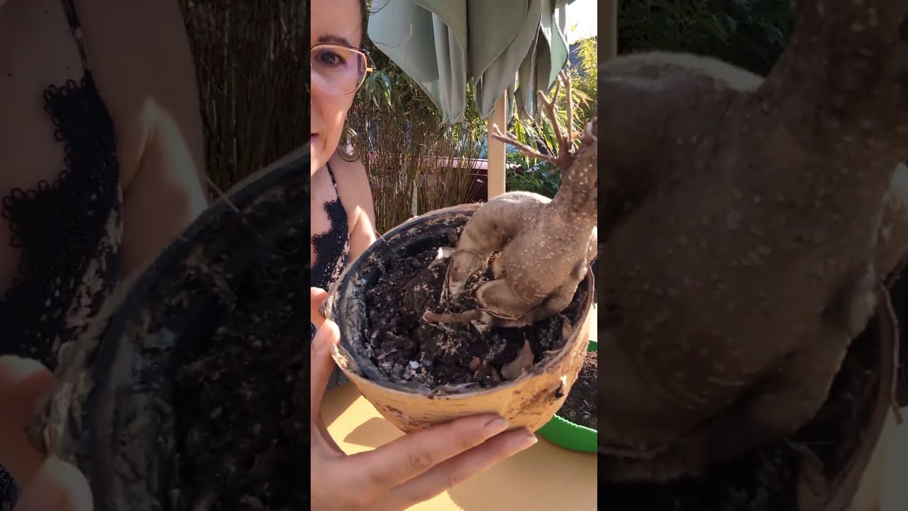 Épisode 2 rempotage ou complément de terre.  Pauvre #ficusginseng ça va lui faire du bien ☺️