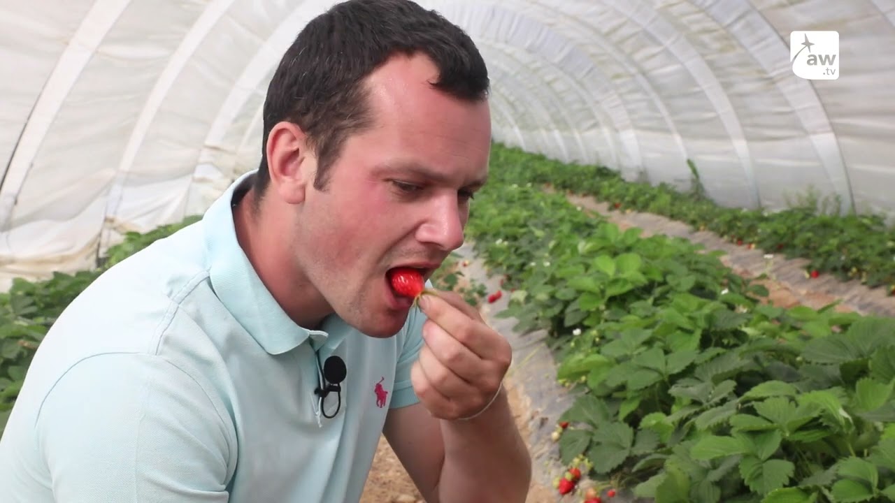 A la rencontre de Martin Roquecave, producteur de fraises du Périgord