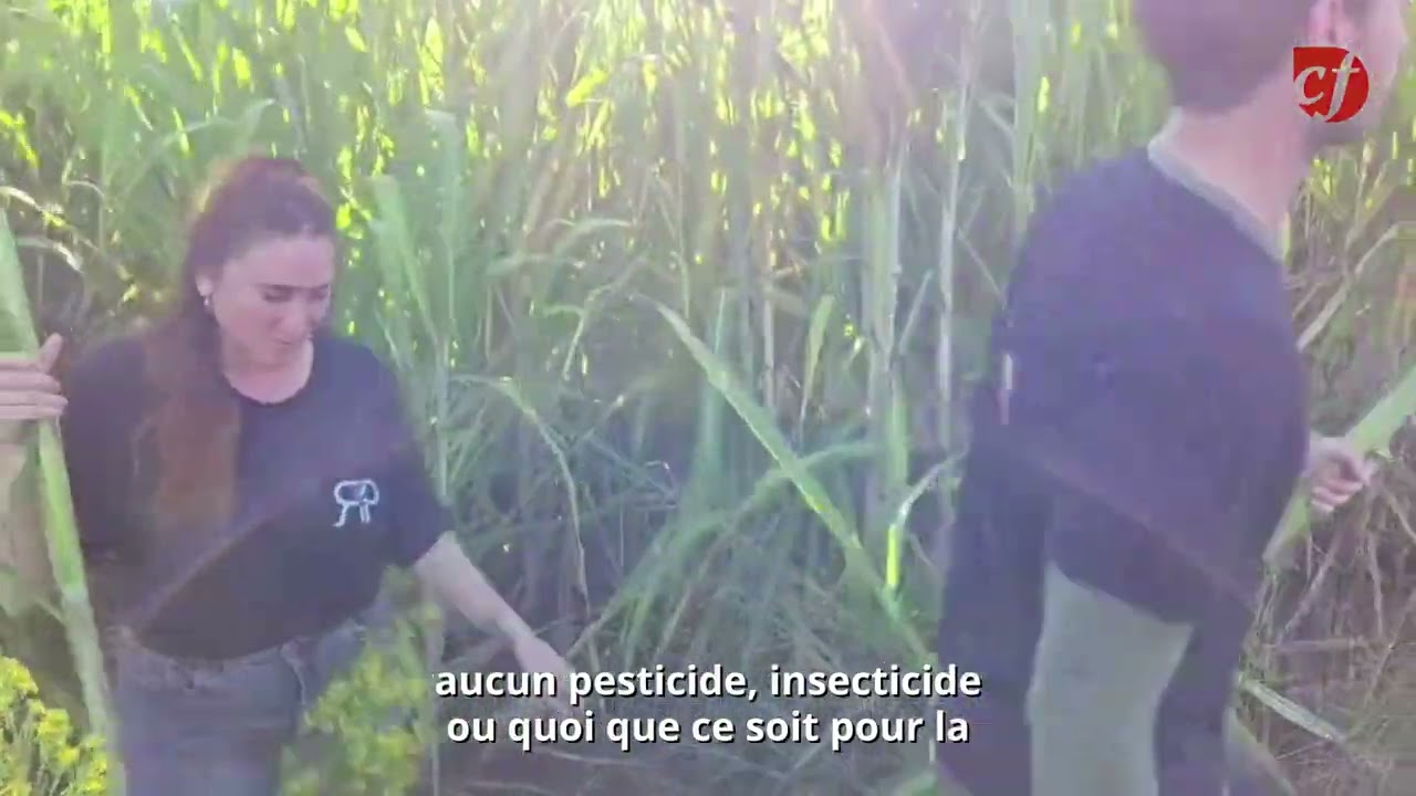 Le rhum, nouvelle affaire corse