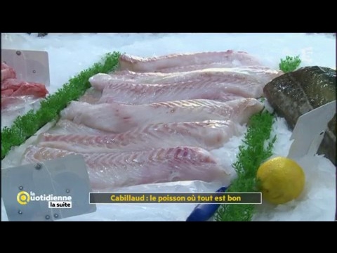 Cabillaud : le poisson où tout est bon - La Quotidienne la suite