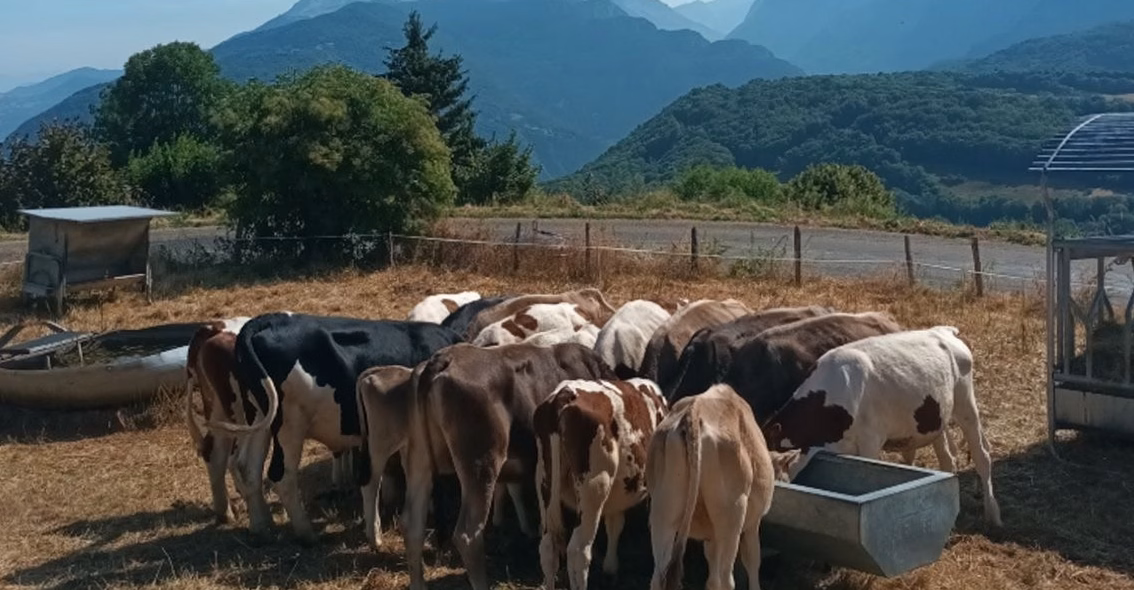 Élevage de chèvres pour la production de lait et fromage